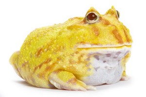 Ceratophrys cranwelli, albinos